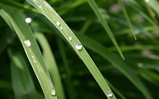 selective photography of water dew on green leaf