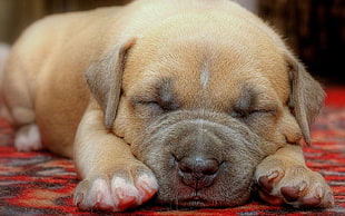 closeup photography of short-coated tan puppy
