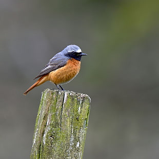 brown and black bird on brown and green wooden surface, redstart