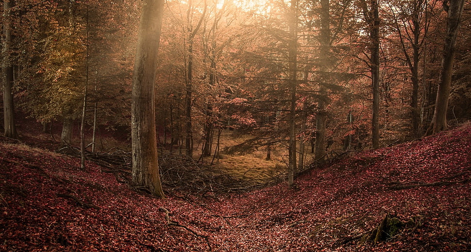 green leafed trees, forest, sun rays, trees, leaves HD wallpaper