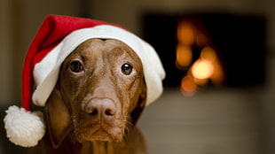 brown dog with Santa hat