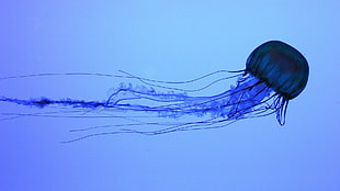 jellyfish illustration, animals, nature