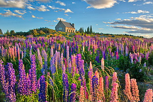 photo of brown wooden house with clear field grass during daytime, lupins