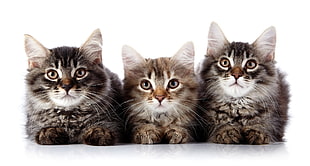 three brown Tabby kittens HD wallpaper