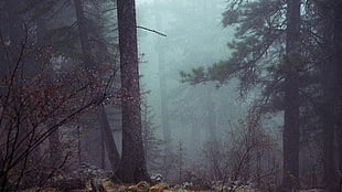 trees in forest during foggy day