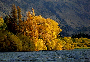 yellow leaves trees field beside body of water, lake hayes, otago