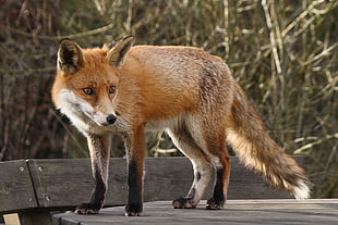 fox standing on table HD wallpaper