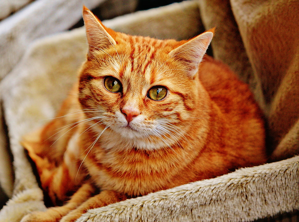 orange tabby cat on brown couch HD wallpaper