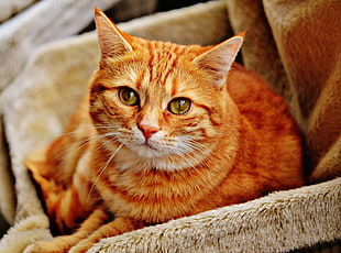 orange tabby cat on brown couch