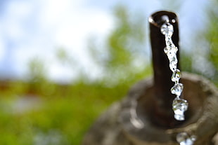 selective focus photography of water drop HD wallpaper
