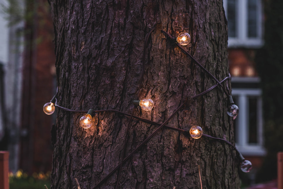 edison string lights, Trunk, Bark, Tree HD wallpaper