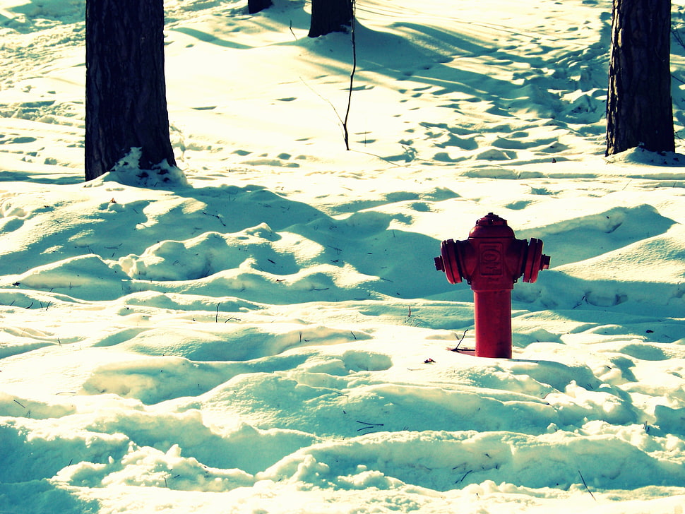men's red polo shirt, winter HD wallpaper