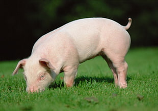 white piglet on grass field HD wallpaper