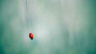 red and black ladybug wallpaper, ladybugs, closeup, animals, insect