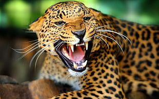 leopard, leopard, leopard (animal) HD wallpaper