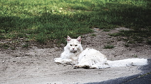 white long-fur cat, Cat, Fluffy, Lies HD wallpaper