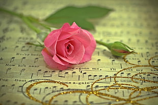 pink rose on musical note book