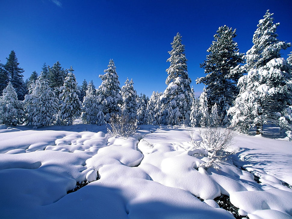 snowy tree during daytime HD wallpaper