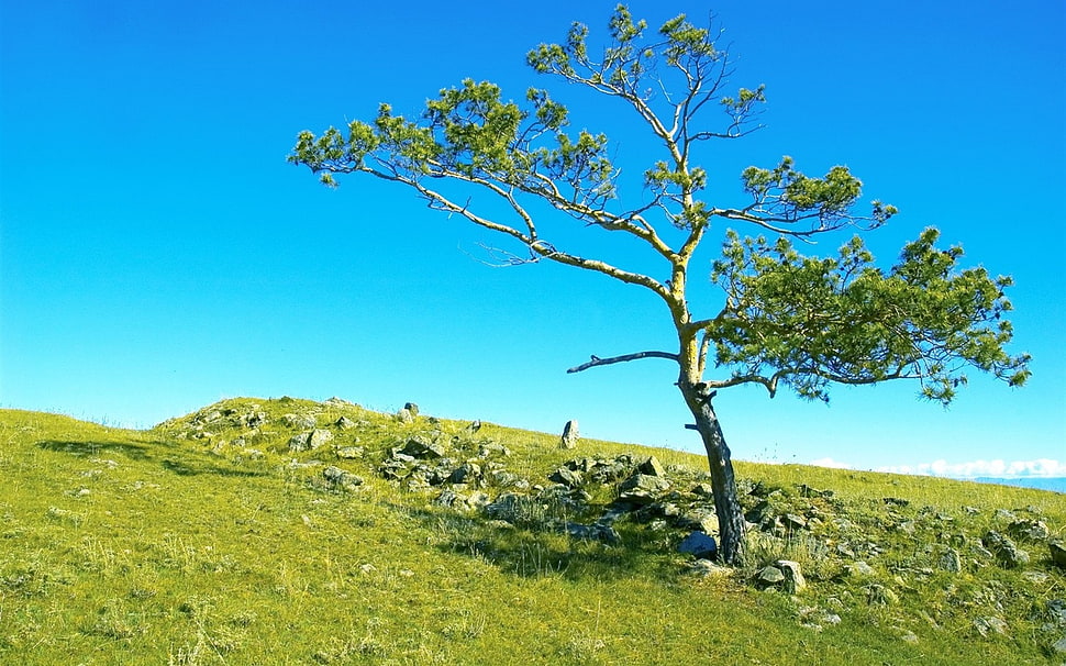 tree on hilltop HD wallpaper