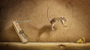 gray rodent jumps near mouse trap HD wallpaper