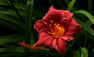 red and orange lily HD wallpaper