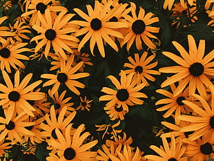 black-eyed Susan flowers, Coneflowers, Flowers, Flowerbed