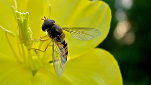 Bee,  Pollination,  Flying,  Insect