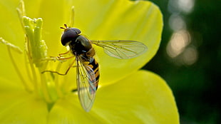 Bee,  Pollination,  Flying,  Insect HD wallpaper