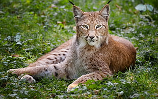 brown Lynx on grass at daytime HD wallpaper