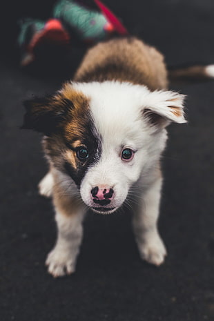 short-coated tan, white, and black puppy