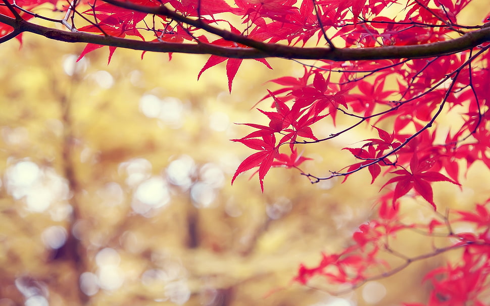 red leaf tree, nature, trees, red, branch HD wallpaper