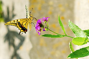 closeup photo of yellow Swallotail Butterfly on pink petaled flower, swallowtail
