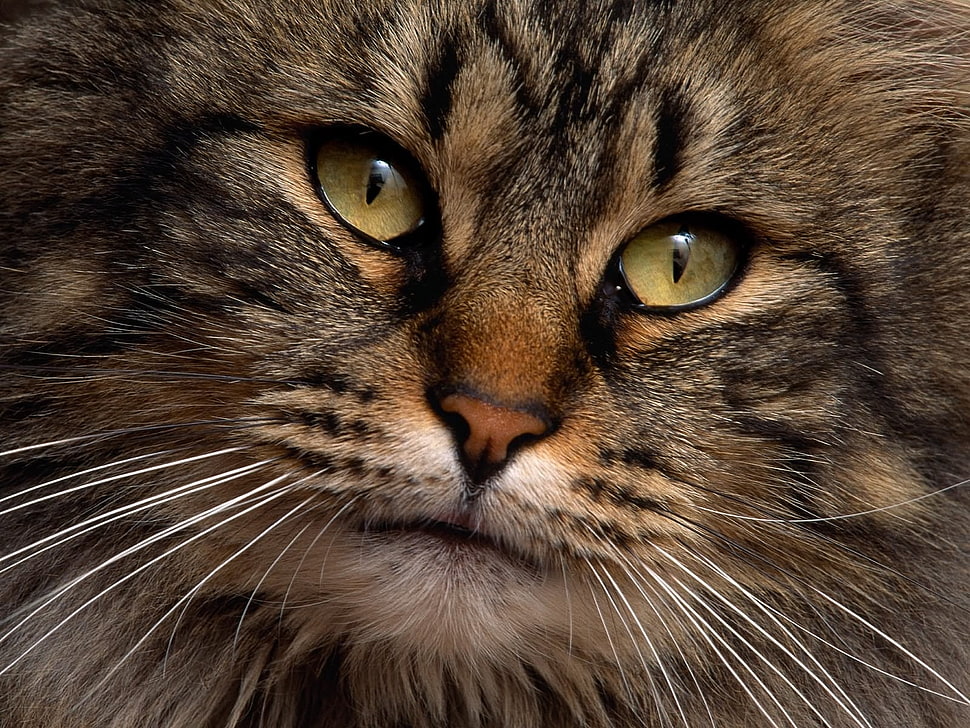 gray cat face HD wallpaper
