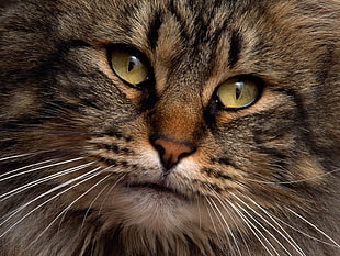 gray cat face HD wallpaper