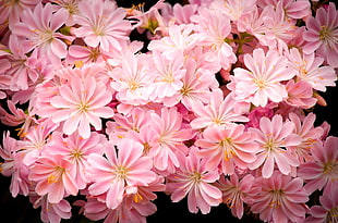 cluster of pink-petaled flowers closeup photo