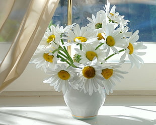 photo f white Diasy flowers