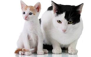 short-fur cat and kitten with white background