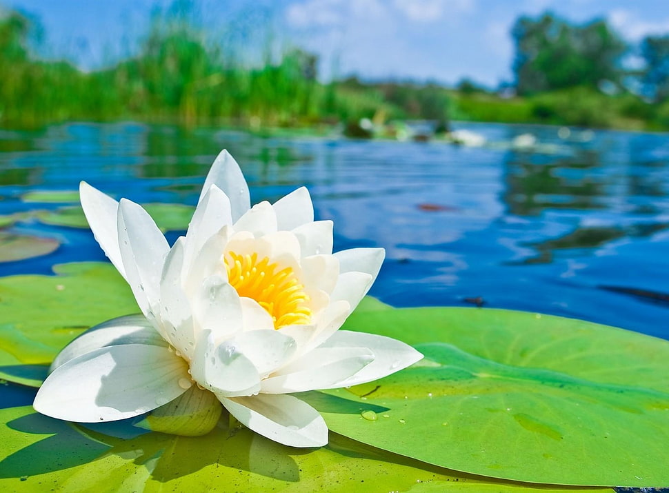 white lily on top of water during daytime HD wallpaper