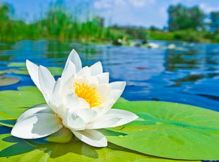 white lily on top of water during daytime