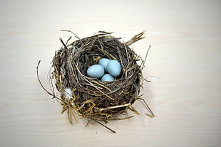 four eggs in nest on board