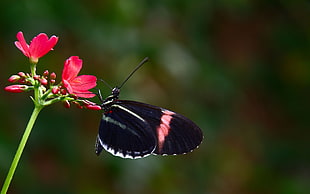 Postman Butterfly on red petaled flowers