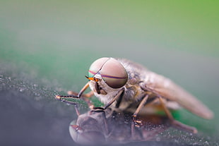 gray and black insect on gray surface, horsefly