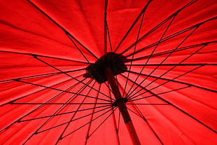 black and green flower decor, umbrella, colorful, photography, red