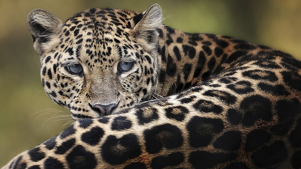 Leopard HD wallpaper