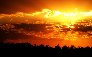 silhouette of tree during sunset