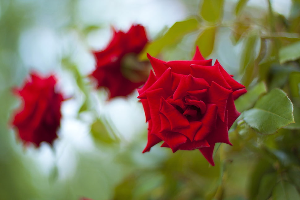 red rose macro shot HD wallpaper