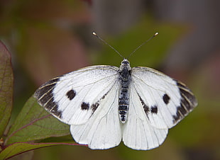 white and black butterfly