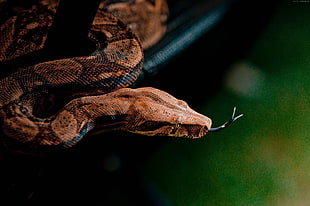 macro shot of brown and black snake