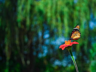 shallow focus photography of Monarch butterfly on red petaled flower during daytime HD wallpaper