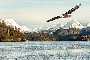 in distance photo of flying bald eagle, alaska